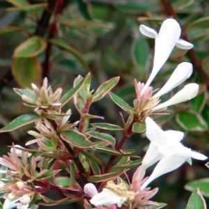 Abelia x grandiflora “Panache”