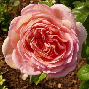 Abraham Darby