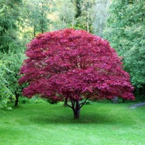 Acer cappadocicum “Rubrum”