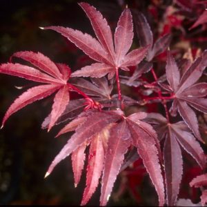 Acer palmatum “Skeeter’s Broom”