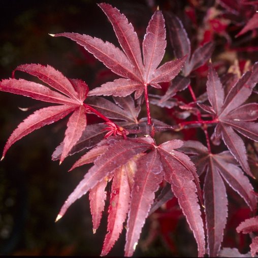 Acer palmatum “Skeeter’s Broom”