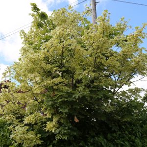 Acer platanoides “Drummondii”