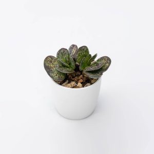 Adromischus rupicola