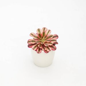 Aeonium “Cornish Rose”