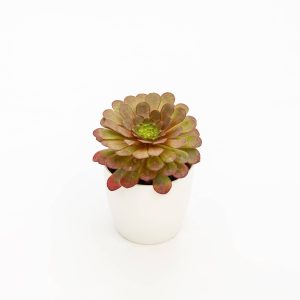 Aeonium arboreum
