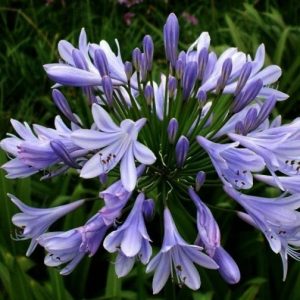 Agapanthus africanus “Silver Baby”