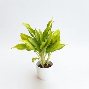 Aglaonema “Cleopatra”