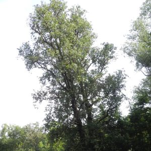 Alnus cordata