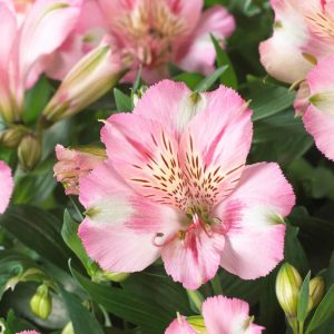 Alstroemeria “Colorita Theresa”