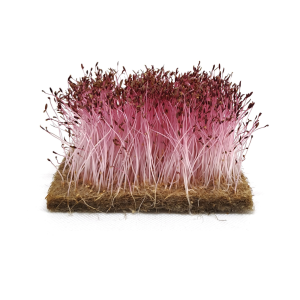 Amaranth Red