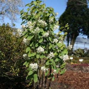 Amelanchier alnifolia “Obelisk”