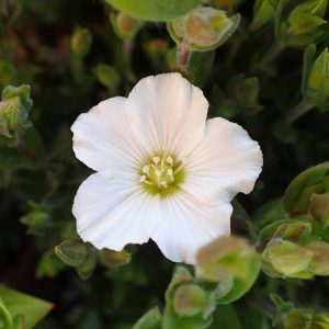 Arenaria montana