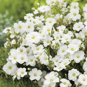 Arenaria montana “Blizzard Compact”