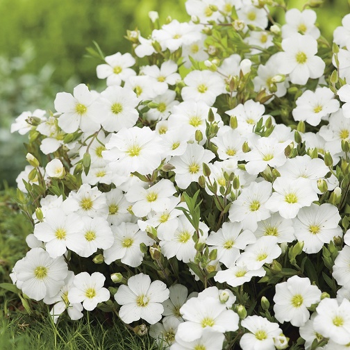 Arenaria montana “Blizzard Compact”