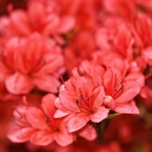 Azalea japonica “Rex”