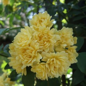 Banksiae Lutea Plena