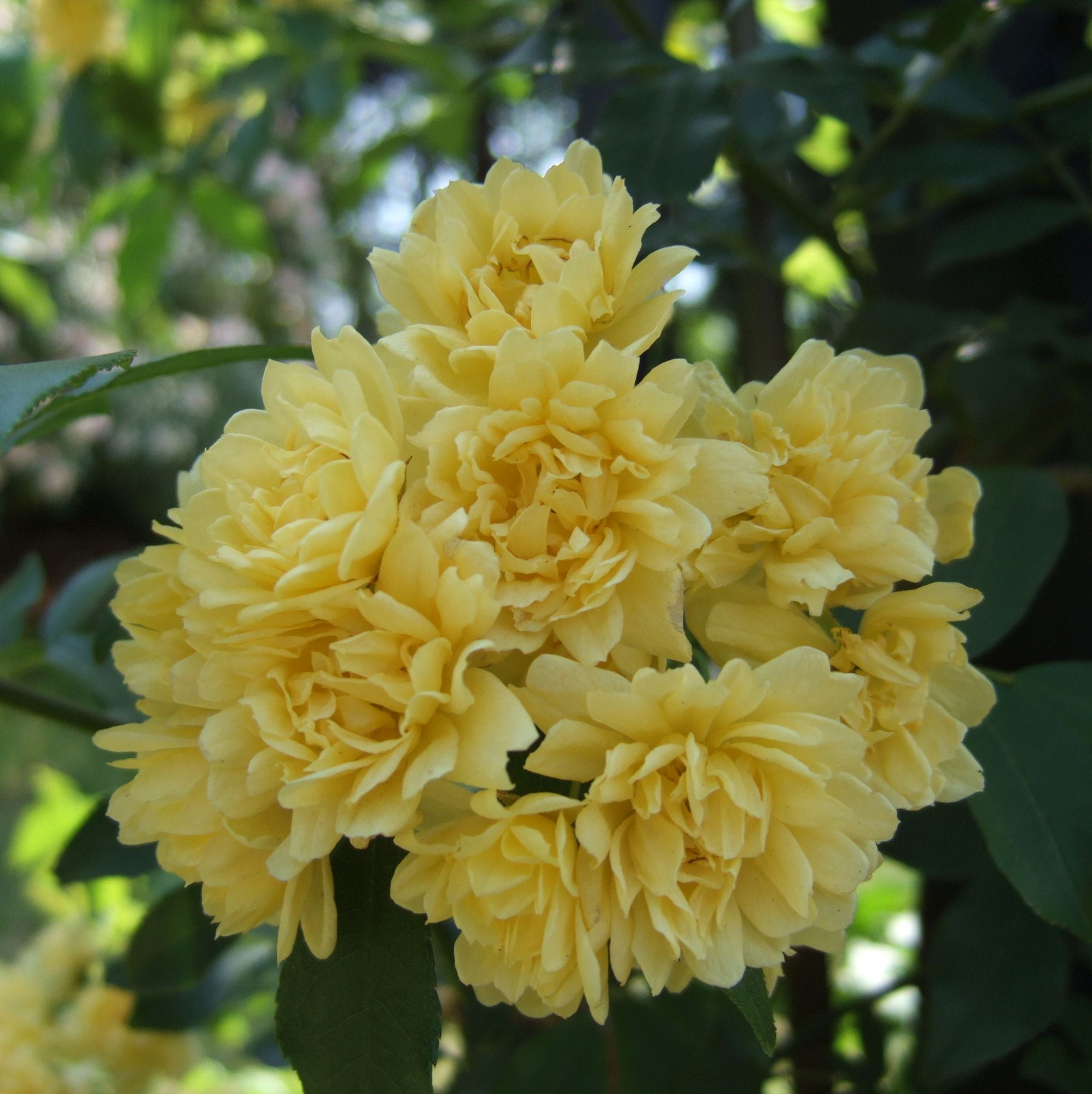 Banksiae Lutea Plena