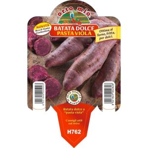 Batata dolce americana Viola