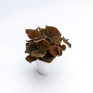 Begonia masoniana “River”