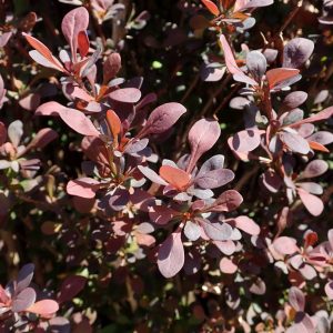 Berberis thunbergii “Atropurpurea”