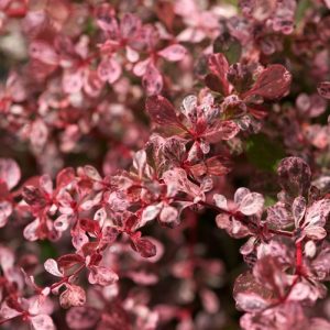 Berberis thunbergii “Harlequin”