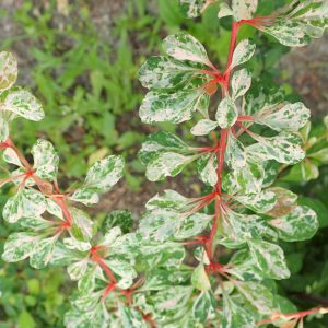 Berberis thunbergii “Natasza”