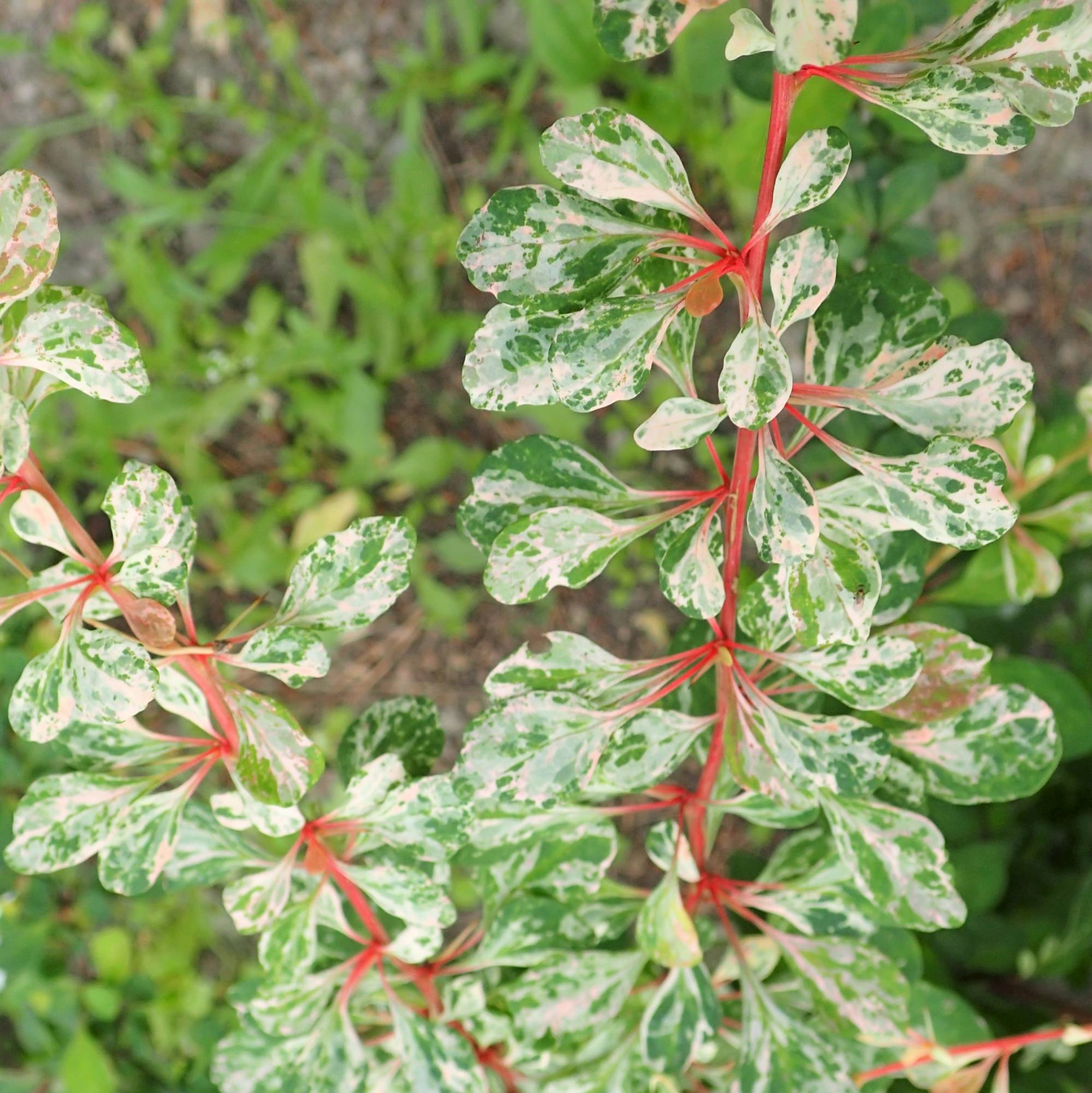 Berberis thunbergii “Natasza”