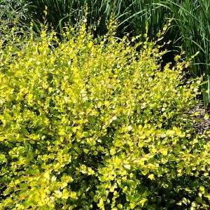 Betula nana “Golden Treasure”
