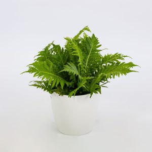 Blechnum gibbum “Silver Lady”