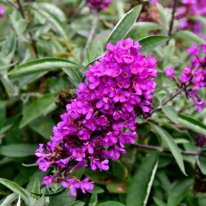 Buddleja davidii “Nanho Purple”
