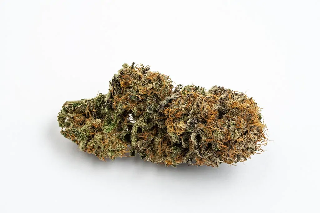 Canapa Light Blue | Gorilla Glue CBD – Indoor