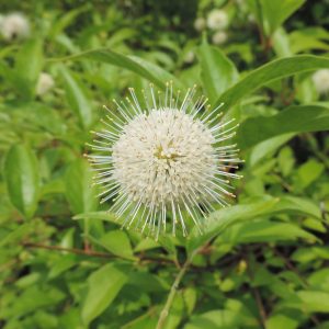Cephalanthus occidentalis
