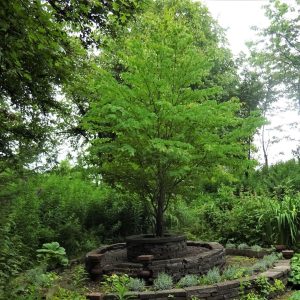 Cercidiphyllum japonicum