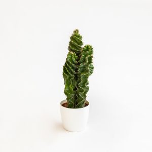 Cereus forbesii “Spiralis”