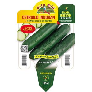 Cetriolo digeribile “Induran F1” innestato