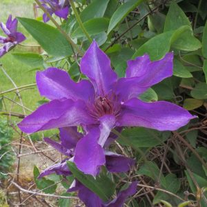 Clematis “The President”
