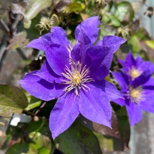 Clematis boulevard “Olympia”