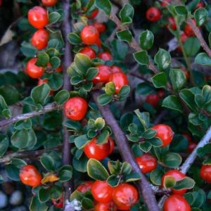 Cotoneaster praecox “Boer”