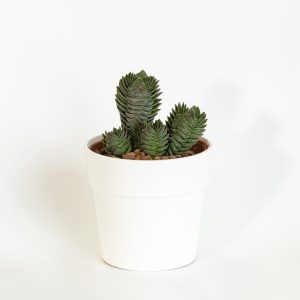 Crassula “Buddha’s Temple”