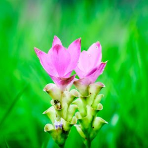 Curcuma alismatifolia – Bulbo