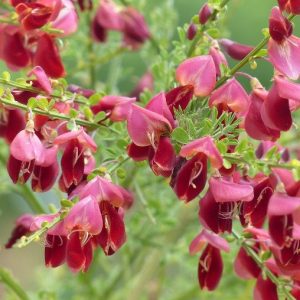 Cytisus scoparius “Killiney Red”