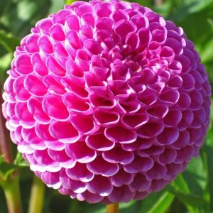Dahlia Pompon Franz Kafka – Bulbo