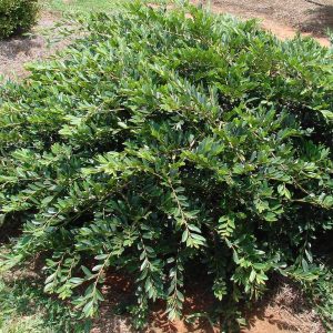 Distylium “Vintage Jade”