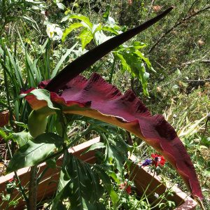 Dracunculus vulgaris