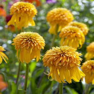 Echinacea purpurea “Pineapple Sundae”