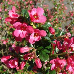 Escallonia “Pride of Donard”