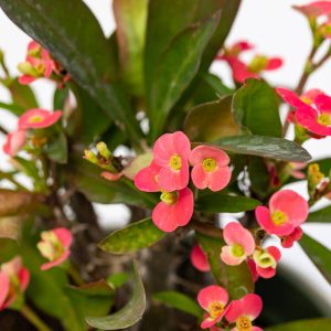 Euphorbia milii “Dark Pink”