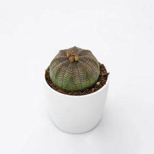 Euphorbia obesa