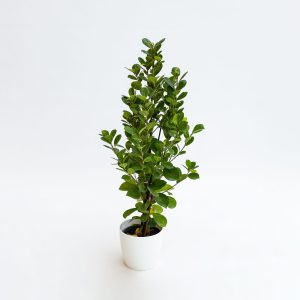Ficus moclame