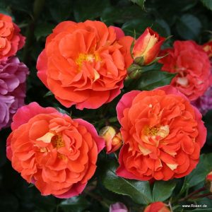 Gebruder Grimm Märchen